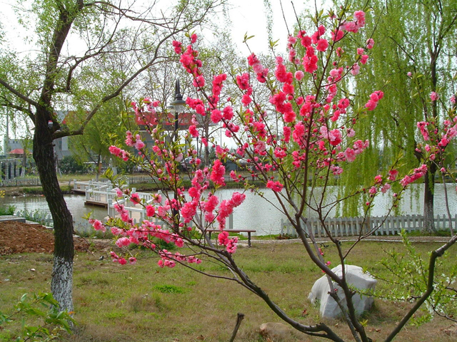 Campus Scenery